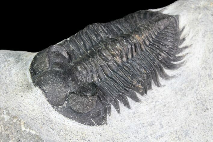 Coltraneia Trilobite Fossil - Huge Faceted Eyes #92941